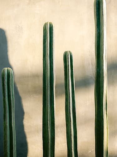 Oaxaca Shades of Green | Mexico travel photography Modern Print