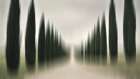 Tuscany cypresses Art Print