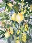 Citroner Art Print