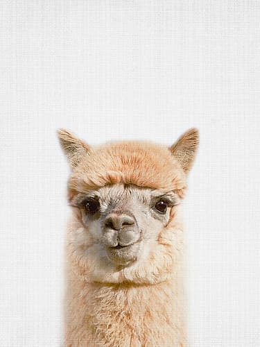 Peekaboo Alpaca Art Print