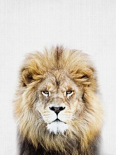 Lion Animals Print