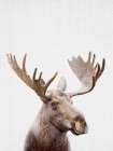 Moose Art Print