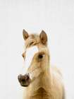Foal Art Print