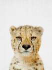 Cheetah Art Print by Lola Peacock