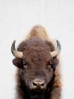 Bison Art Print by Lola Peacock