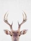 Deerantlers Art Print by Lola Peacock