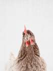 Chook Art Print by Lola Peacock