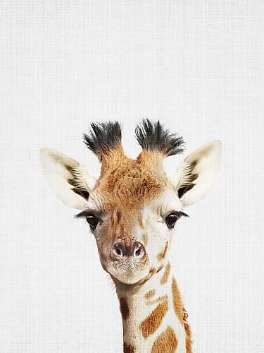 Giraffe Animals Print