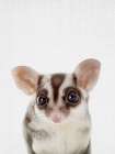 Sugarglider Art Print