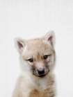 Wolf Art Print