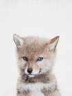 Coyote Art Print by Lola Peacock
