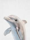 Dolphin Art Print by Lola Peacock