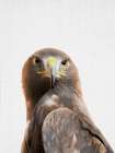 Goldeneagle Art Print