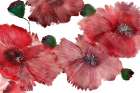 Big Red Flowers 1 Art Print