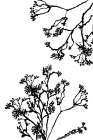 Blossom Trees Silhouette Art Print