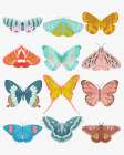 Butterfly Art Print