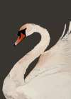The Swan Art Print