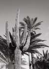 Cactus Bw Las Vegas Art Print