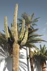 Cactus Las Vegas Art Print