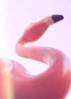 Flamingo Las Vegas Art Print