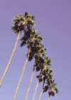 Las Vegas Palm Trees Art Print