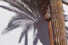Las Vegas Shadows Palm Tree Art Print