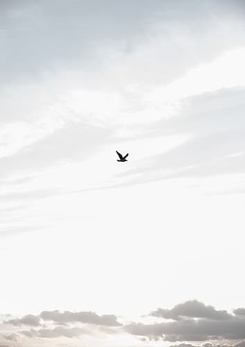 Flying High Art Print