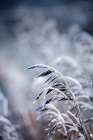 Frosty Morning 5 Art Print