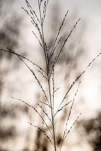 Grass 17 Nature Print