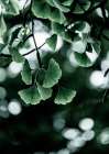 Ginko 1 Art Print