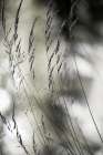 Summer Grass 1 Art Print