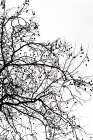 Winter Silhouettes 5 Art Print