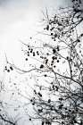 Winter Silhouettes 6 Landscape Print