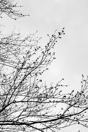 Winter Silhouettes 7 Art Print