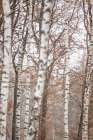 Birch Trees 6 Art Print