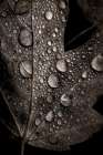 Rainy Fall Art Print