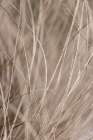 Summer Grass 3 Art Print