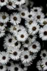 Tiny Flowers 3 Art Print