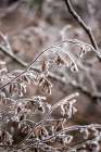 Winter Branches 18 Minimalist Print