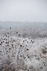 Winter Field 4 Art Print