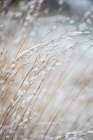 Winter Grass Art Print