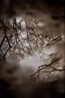 Winter Reflections Art Print