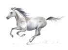Horse  Study Art Print
