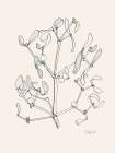 Misteltoe ink drawing Minimalist Print