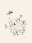 Pansies pencil drawing Art Print