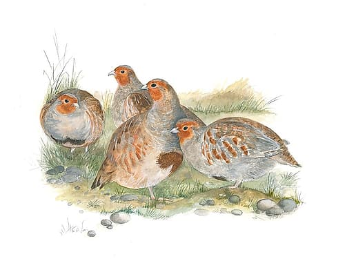 Four Partridges Art Print