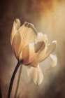 Pastel Tulip Art Print