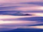 Lone seagull in purple nature Art Print