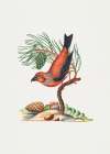 Red Crossbill Art Print