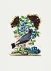 Northern Wheatear Art Print
